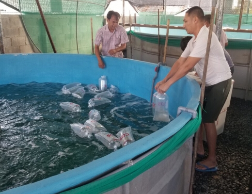 Mô Hình nuôi tôm tuần hoàn nước của Công Ty Cos Việt Nam